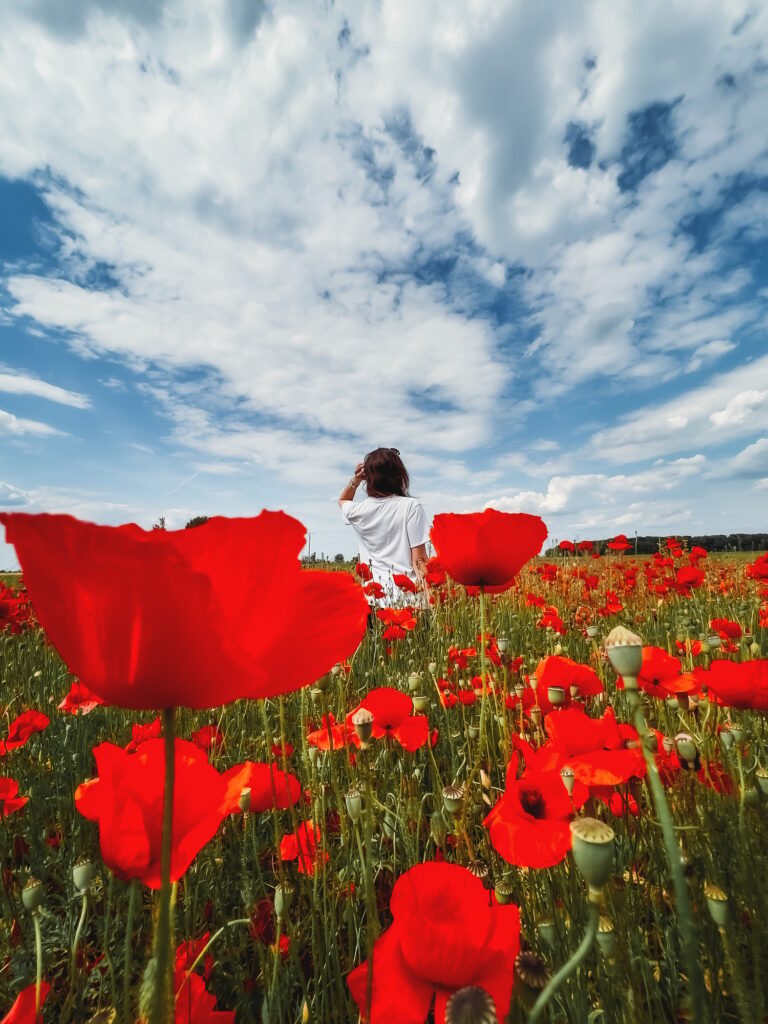 Cute little girl in hat in summer poppy blooming field walking under evening sun. back view